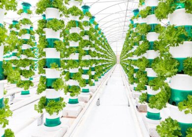 Великобритания получила новую вертикальную ферму