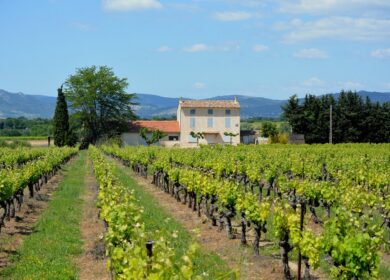 Во Франции изучат опасность пестицидов в виноградниках