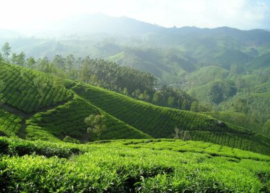 В Индии предложили ввести в оборот биопестициды