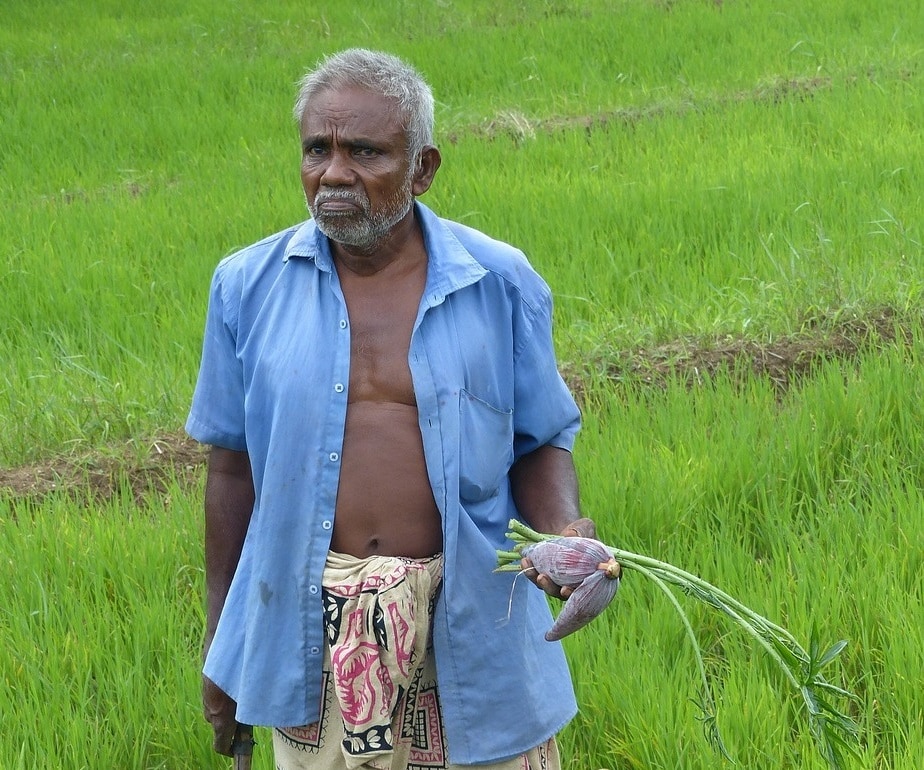 Правительство Шри-Ланки давит на импорт органических удобрений