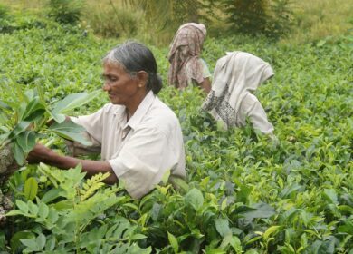 Власти Шри-Ланки не отступают от намеченного курса
