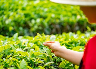 CIC Agribusiness наращивает производство органических удобрений
