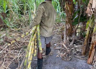 В Гане нашли применение пожнивным остаткам