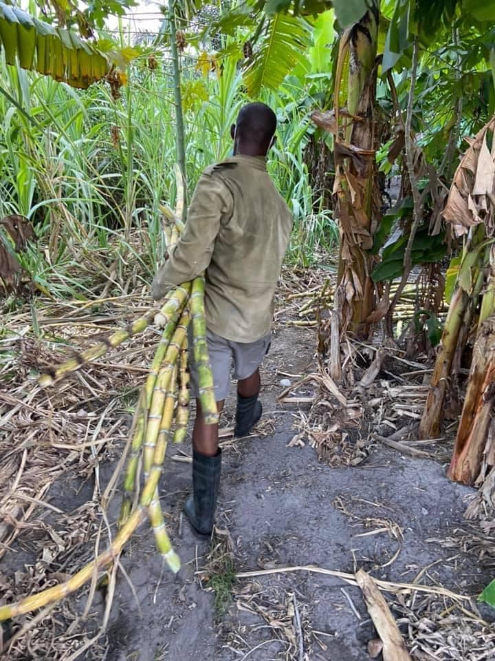 В Гане нашли применение пожнивным остаткам