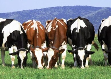 Greenpeace обвинил азотные удобрения в распространении рака