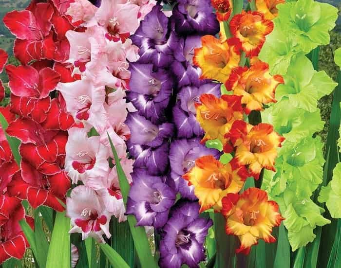 Гладиолусы: выращивание и уход