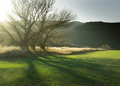Tradecorp выводит на рынок перспективный биостимулятор