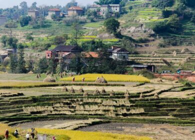 В Непале возникла острая нехватка агрохимикатов