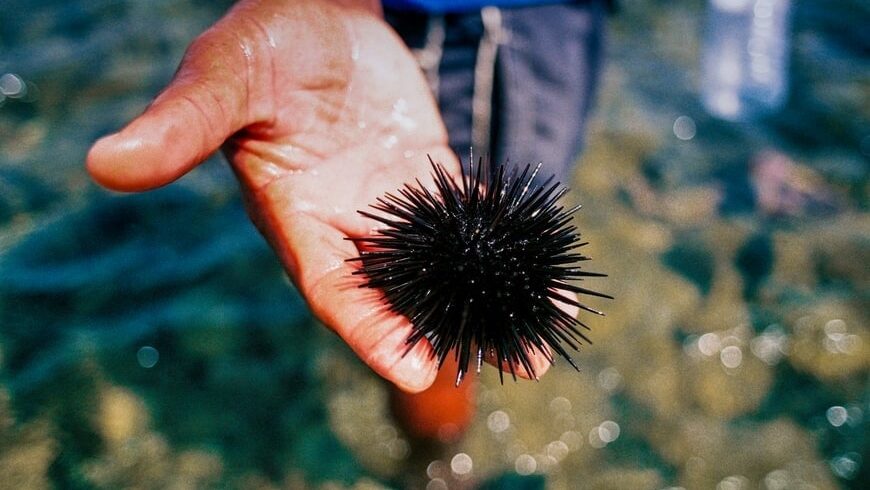 В Тасмании придумали удобрение из морских ежей
