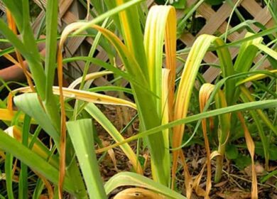 Желтеет лук: чем полить и подкормить