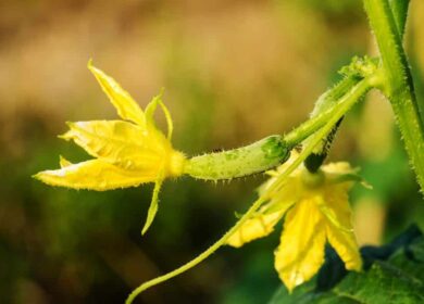 Пустоцвет на огурцах – причины и что делать