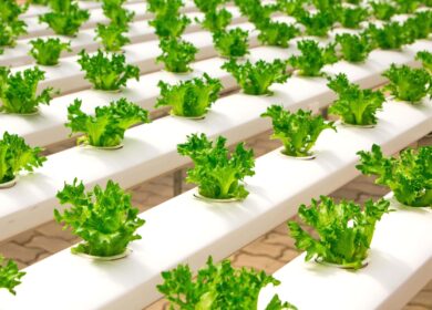 Канада получит вертикальную ферму