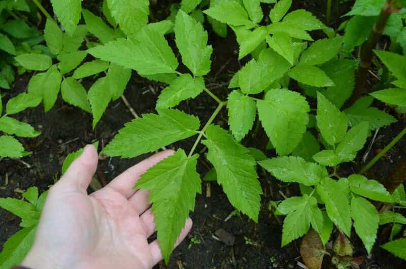 Как избавиться от сныти на участке