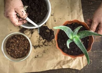 Как вырастить алоэ в домашних условиях