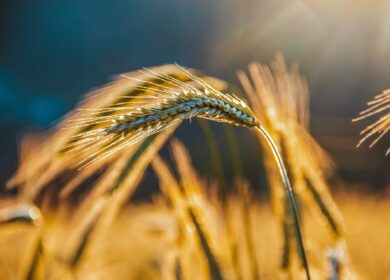 Corteva Agriscience захватывает рынок Сербии