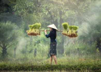 Фермеры Камбоджи ожидают убытков