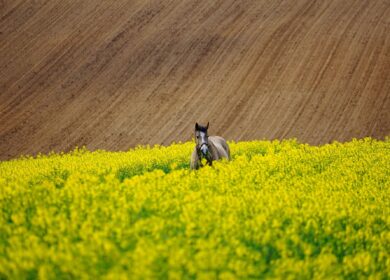 В Москве обсудили перспективы российского агробизнеса