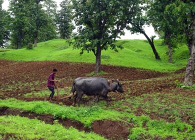 Индия находится на пути к продовольственной независимости