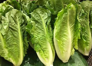Салат ромэн: особенности выращивания и ухода