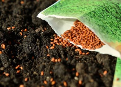 «ФосАгро» и FAO расширят сотрудничество
