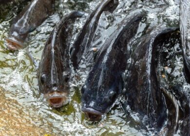 Ученые изучили ловушки для паразитов на рыбных фермах