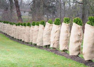 Укрытие растений на зиму