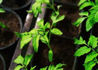 В Европе изменилось законодательство об органическом земледелии