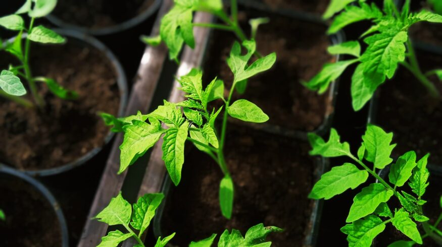 В Европе изменилось законодательство об органическом земледелии