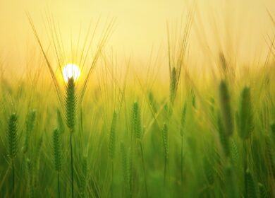 Atlantica Agricola укрепляет позиции в Латинской Америке