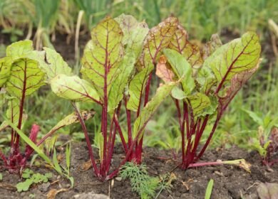 Ученые выявили гены колонизации корней