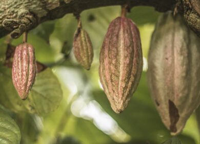 Organic Potash планирует выпускать карбонат калия