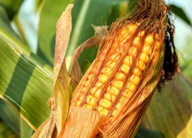 Origin Agritech и BaoDao Feed договорились о кооперации