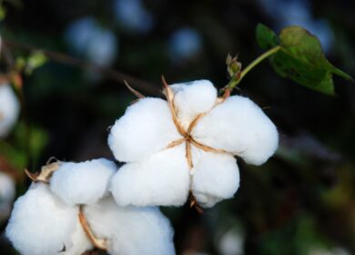 Учёные изучат поведение хлопка в невесомости