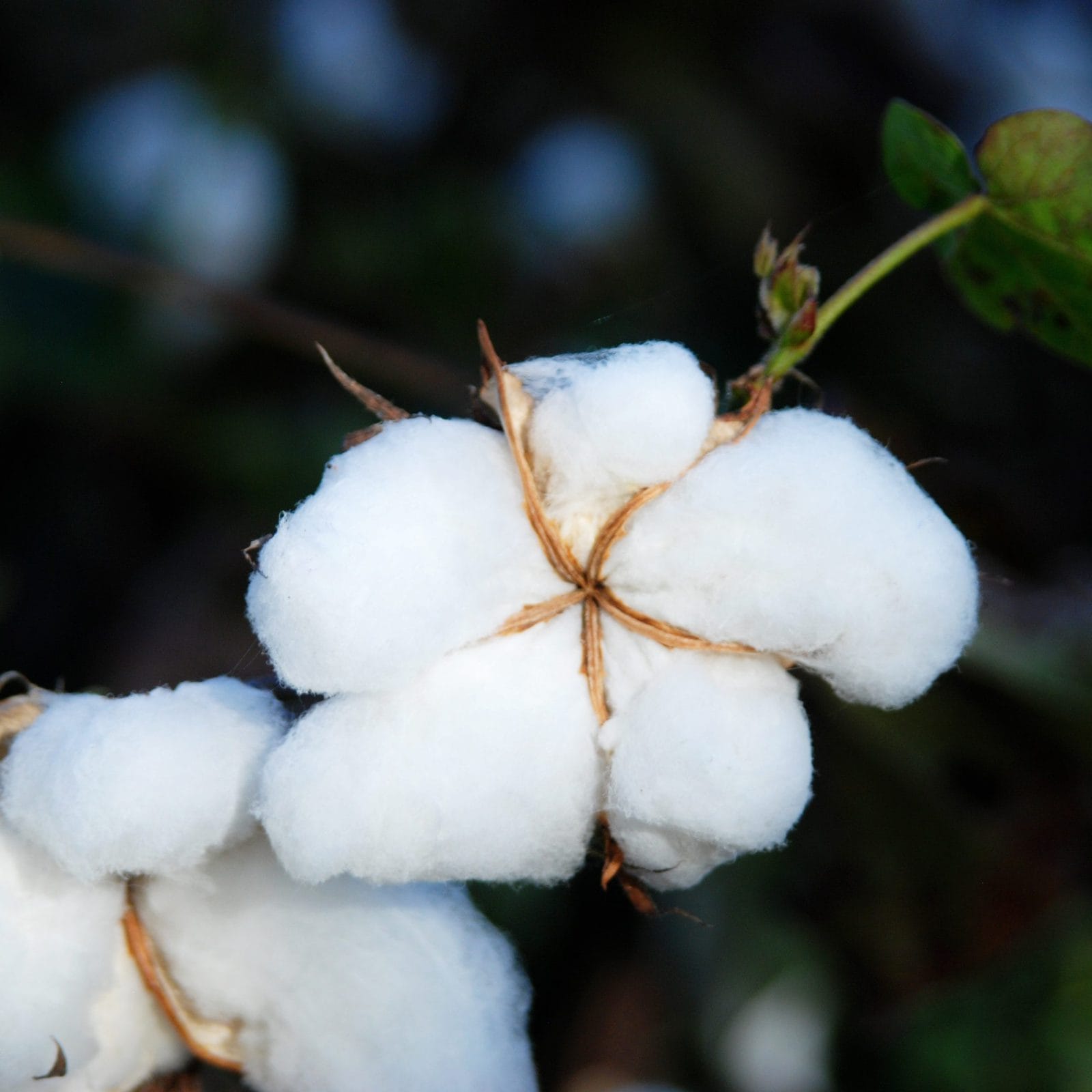 Учёные изучат поведение хлопка в невесомости