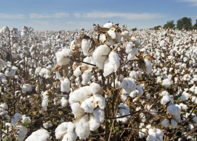 Crystal Crop Protection стремится в национальные лидеры