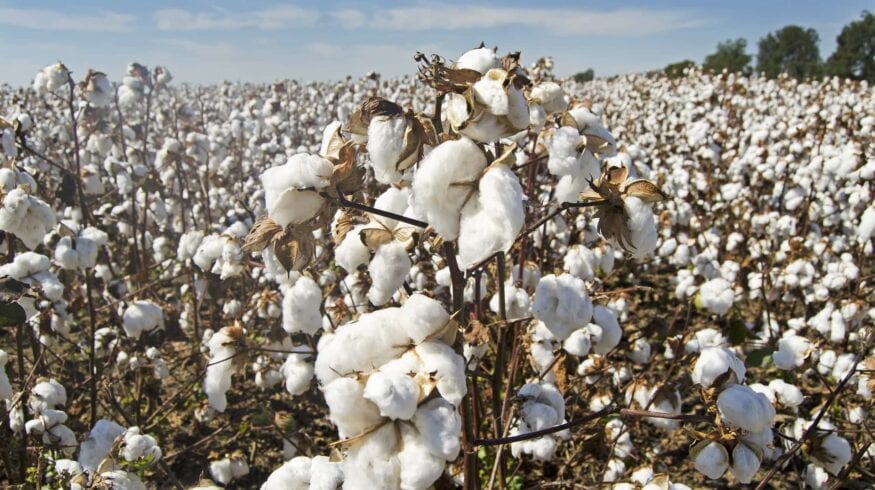 Crystal Crop Protection стремится в национальные лидеры