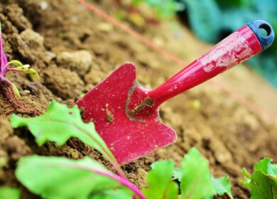 В России просубсидируют известкование 174,5 тыс. га земель