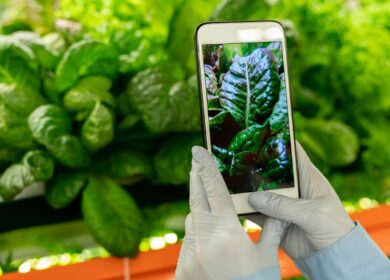 В Финляндии построят гибридную вертикальную ферму