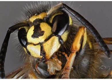 В Бразилии «перевоспитали» паразита