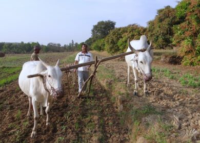 Индия начинает новую «зеленую революцию»