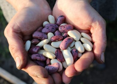 Ученые изучили азотфиксирующие бактерии