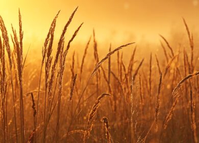 Symborg поглотил Glen Biotech