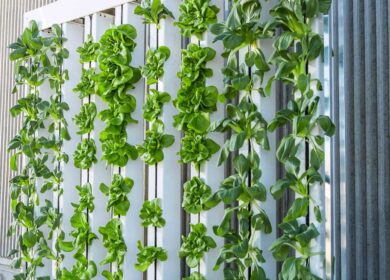 Вертикальное земледелие ждет бурный рост