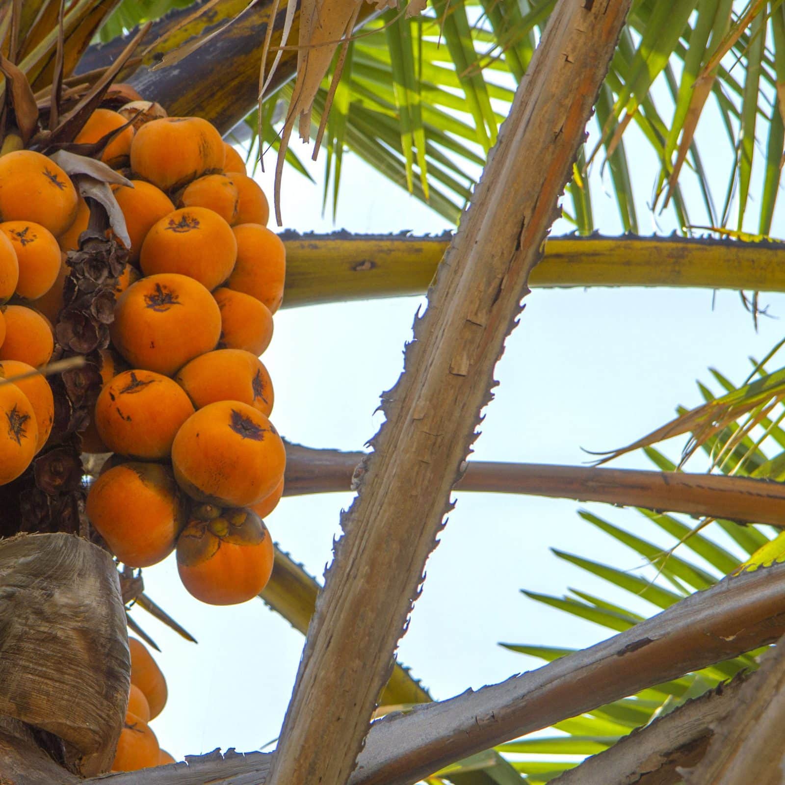 Нигерия продолжает развивать агрохимическое импортозамещение