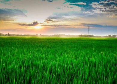 В Индии разработали средство от грибковых и бактериальных инфекций