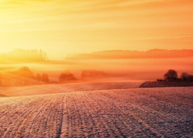 В России началась подкормка озимых культур