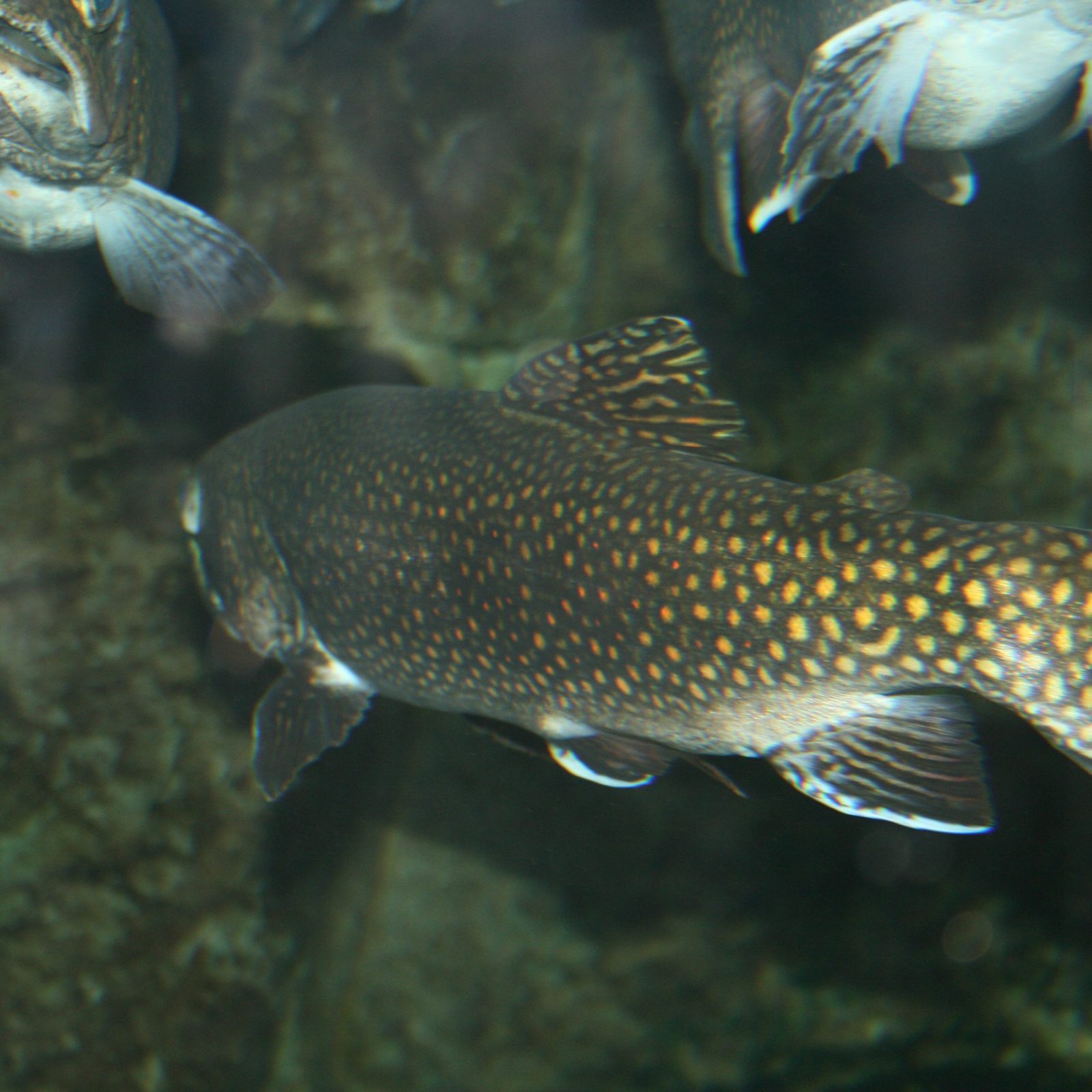 Микропузырьки повысят экологичность рыбных ферм