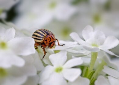 Новое исследование проливает свет на развитие супер-вредителя