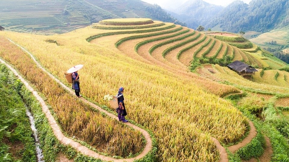 Правительство Китая намерено модернизировать сельское хозяйство