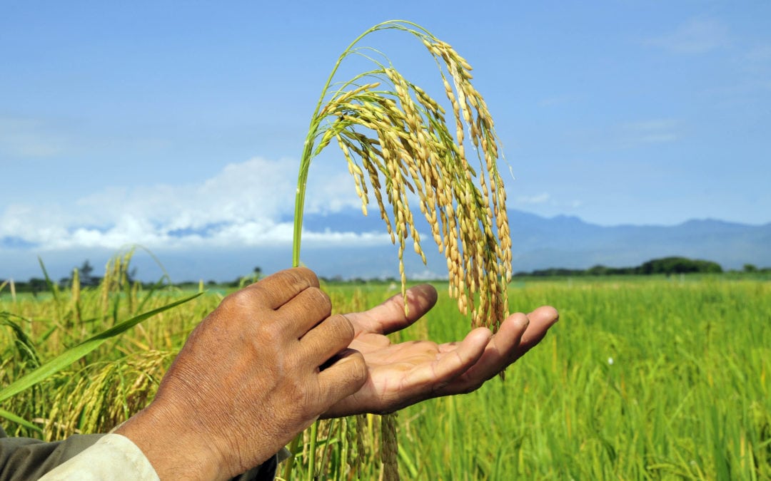 Шри-Ланка импортирует 38,5 тыс. тонн хлористого калия